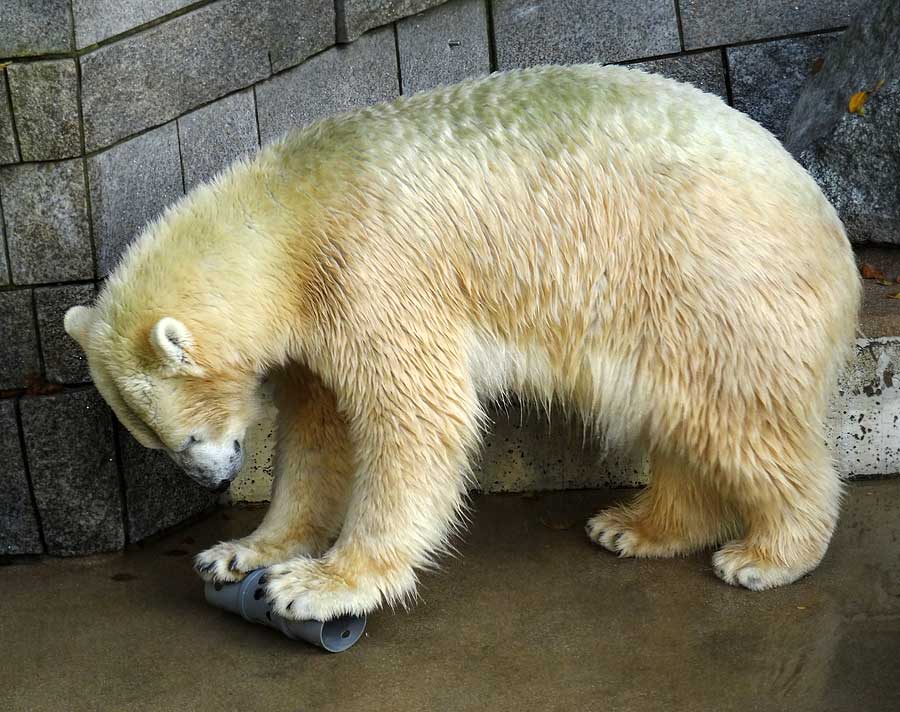 Eisbärin ANORI im Wuppertaler Zoo am 23. Oktober 2015