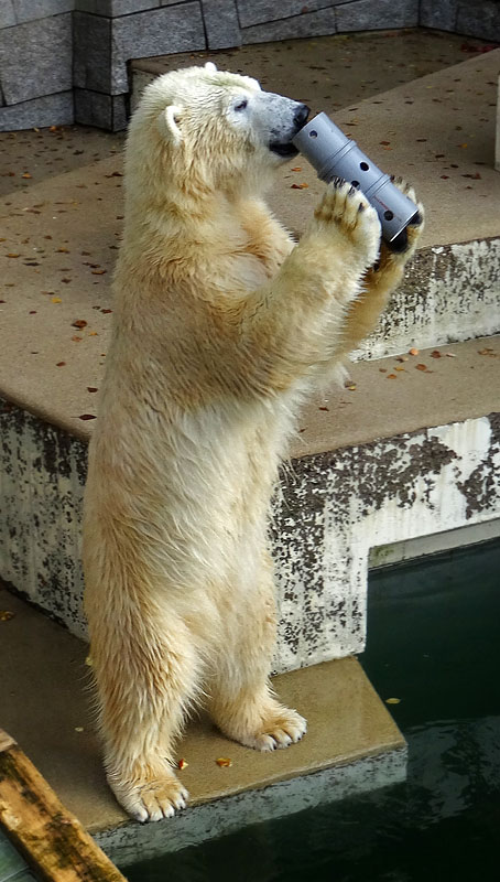 Eisbärin ANORI im Zoologischen Garten Wuppertal am 23. Oktober 2015