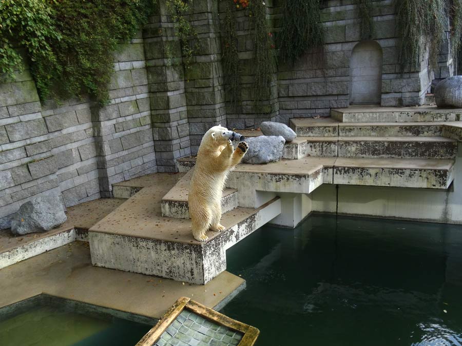 Eisbärin ANORI im Wuppertaler Zoo am 23. Oktober 2015