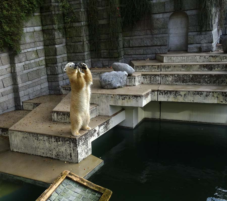 Eisbärin ANORI im Zoo Wuppertal am 23. Oktober 2015