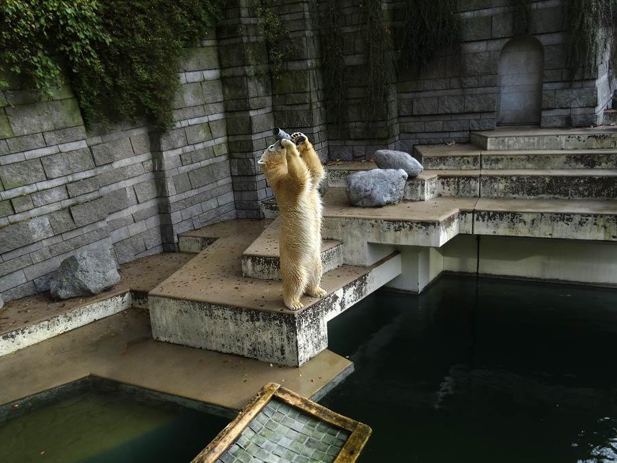 Eisbärin ANORI im Grünen Zoo Wuppertal am 23. Oktober 2015