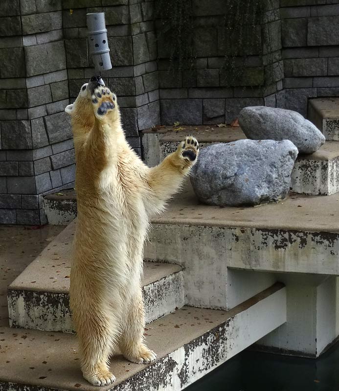 Eisbärin ANORI im Wuppertaler Zoo am 23. Oktober 2015
