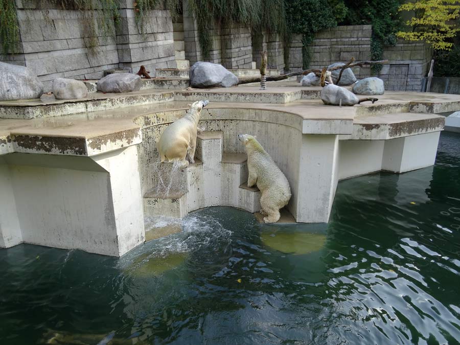 Eisbärin ANORI und Eisbär LUKA im Zoo Wuppertal am 23. Oktober 2015