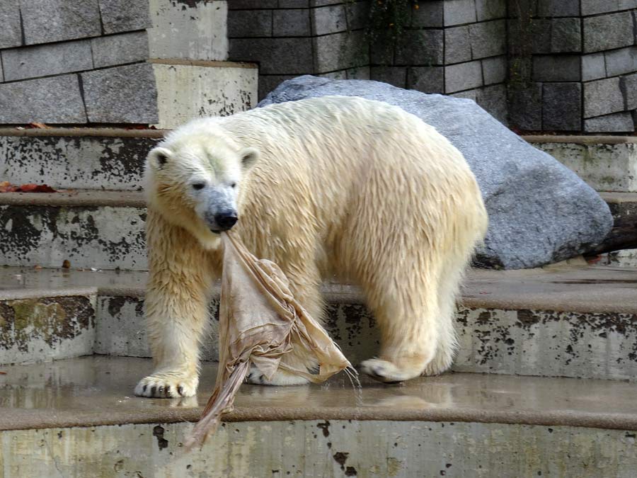 Eisbärin ANORI im Zoologischen Garten Wuppertal am 23. Oktober 2015