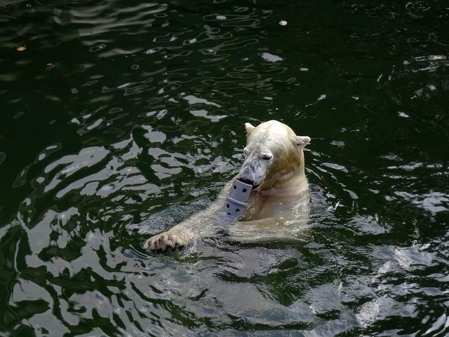 Eisbär LUKA im Grünen Zoo Wuppertal am 23. Oktober 2015