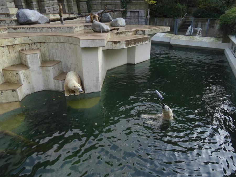 Eisbärin ANORI und Eisbär LUKA im Wuppertaler Zoo am 23. Oktober 2015