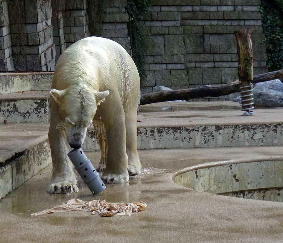 Eisbär LUKA im Zoo Wuppertal am 23. Oktober 2015