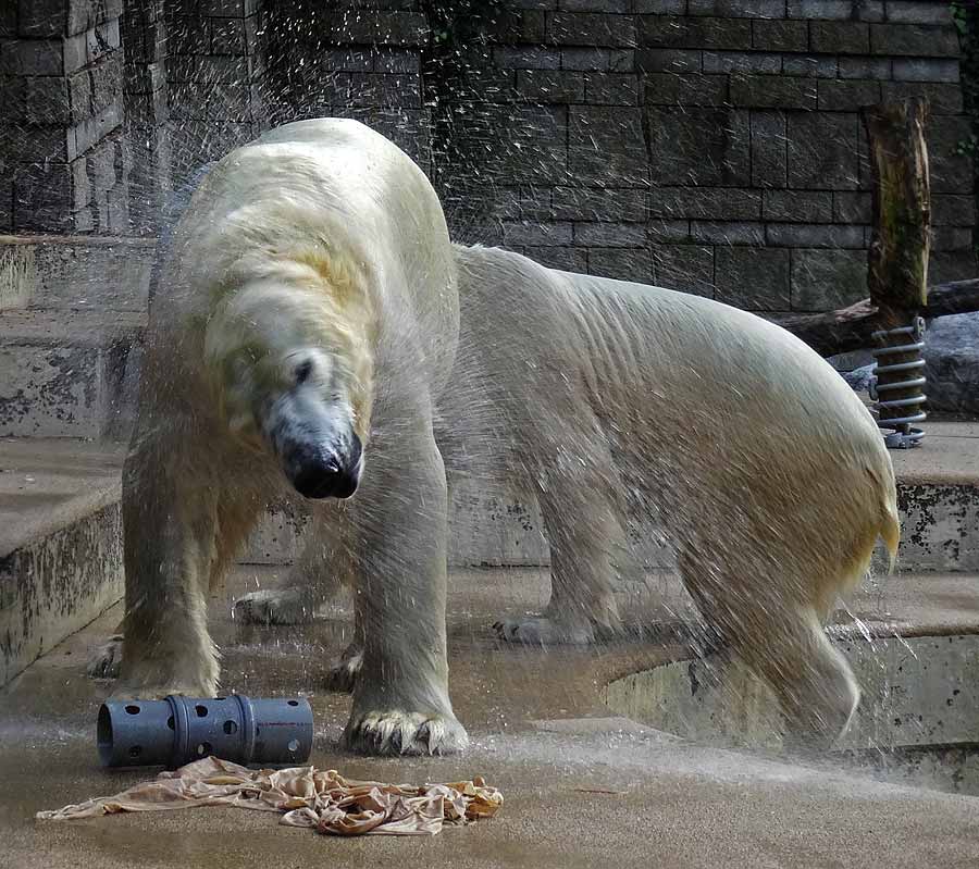 Eisbär LUKA und Eisbärin ANORI im Zoologischen Garten Wuppertal am 23. Oktober 2015