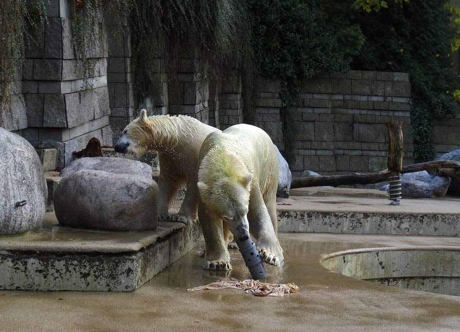 Eisbärin ANORI und Eisbär LUKA im Grünen Zoo Wuppertal am 23. Oktober 2015