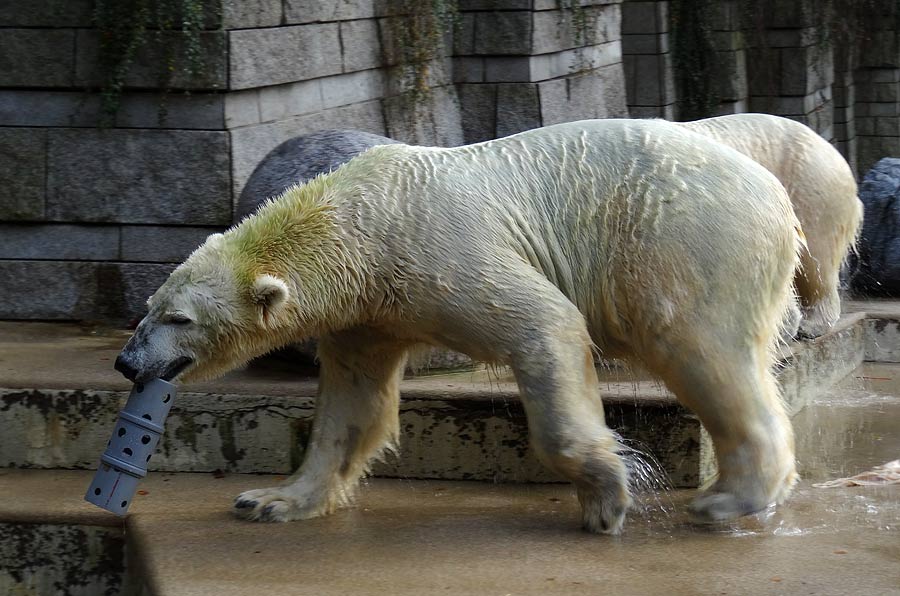 Eisbär LUKA im Wuppertaler Zoo am 23. Oktober 2015