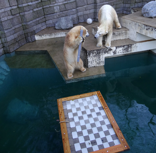 Eisbärin ANORI mit Eisbär LUKA am 19. Dezember 2015 im Zoologischen Garten der Stadt Wuppertal