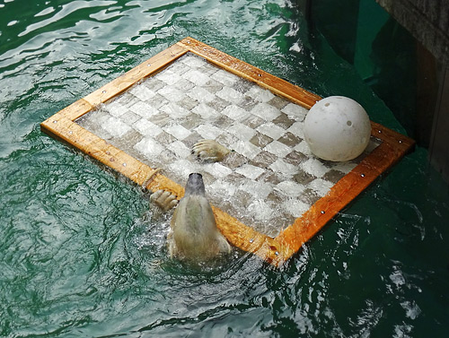 Eisbärin "Anori" mit Floß am 19. Dezember 2015 im Grünen Zoo Wuppertal