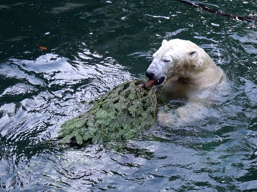 Eisbär "Luka" mit Weihnachtsbaum am 26. Dezember 2015 im Zoologischen Garten der Stadt Wuppertal