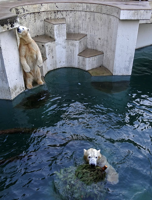 Eisbärin "Anori" und Eisbär LUKA mit Weihnachtsbaum am 26. Dezember 2015 im Grünen Zoo Wuppertal