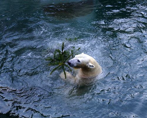 Eisbärin ANORI mit Weihnachtsbaum am 26. Dezember 2015 im Zoologischen Garten der Stadt Wuppertal