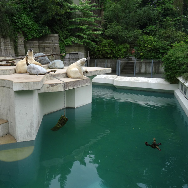 Eisbärin ANORI und Eisbär LUKA am 4. Juni 2016 im Wuppertaler Zoo