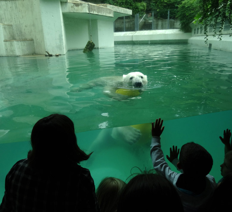 Eisbärin Anori am 4. Juni 2016 mit Ball im Wasser der großen Freianlage für Eisbären im Zoologischen Garten der Stadt Wuppertal