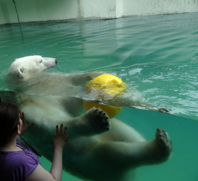 Eisbärin Anori am 4. Juni 2016 mit Ball im Wasser der großen Freianlage für Eisbären im Zoologischen Garten der Stadt Wuppertal