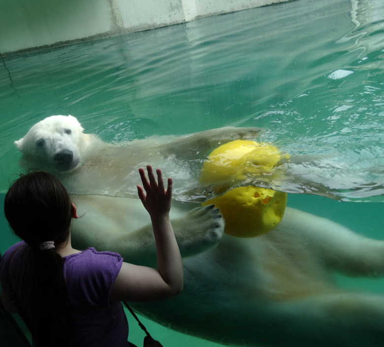 Eisbärin Anori am 4. Juni 2016 mit Ball im Wasser der großen Freianlage für Eisbären im Zoologischen Garten der Stadt Wuppertal