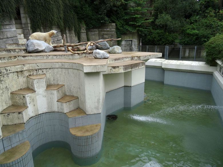 Eisbärin Anori am 4. August 2016 bei Niedrigwasser auf der großen Außenanlage der Eisbären im Grünen Zoo Wuppertal