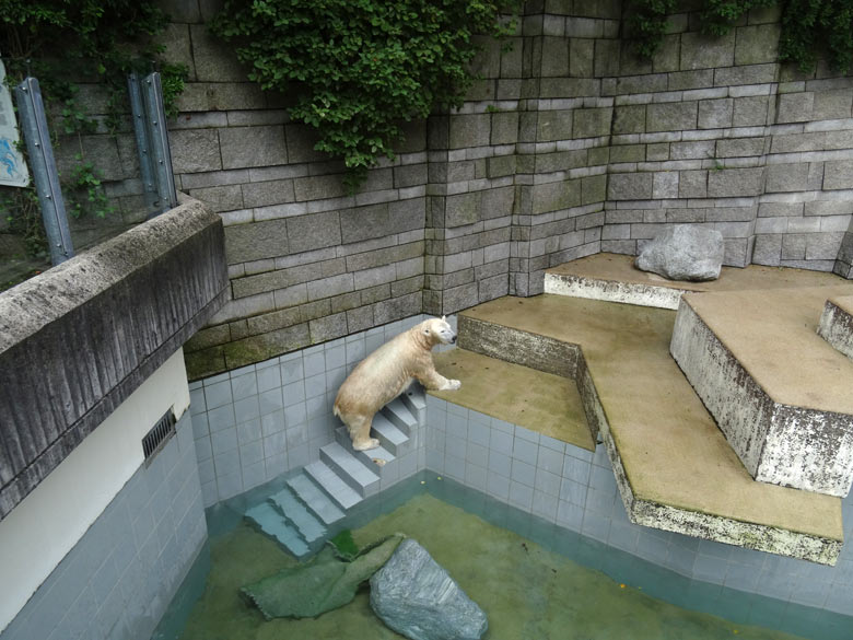 Eisbärin Anori am 4. August 2016 bei Niedrigwasser auf der großen Außenanlage der Eisbären im Wuppertaler Zoo