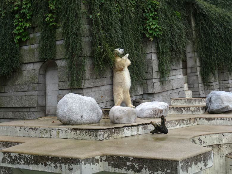 Eisbärin Anori am 4. August 2016 auf der großen Außenanlage der Eisbären im Grünen Zoo Wuppertal