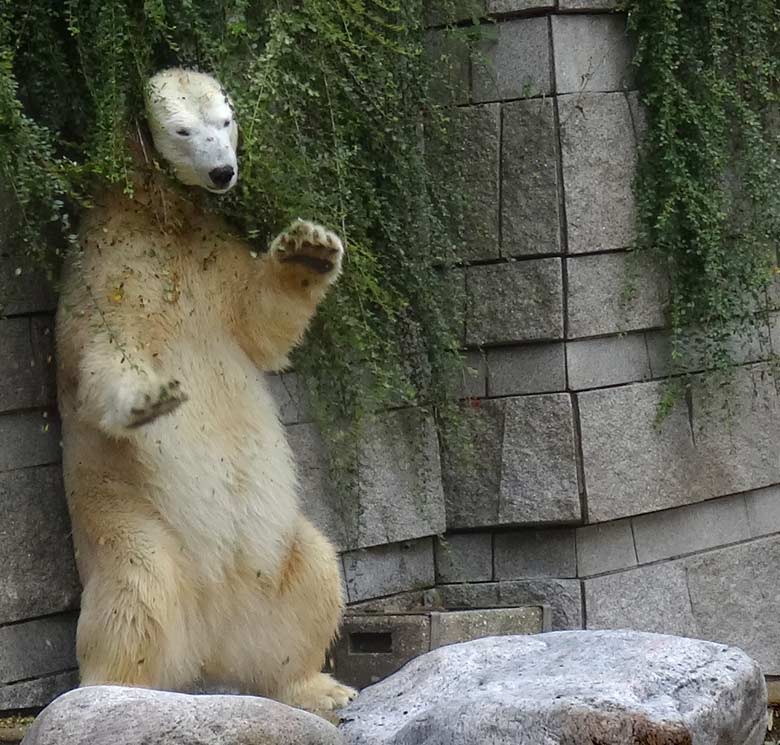 Eisbärin Anori am 4. August 2016 auf der großen Außenanlage der Eisbären im Zoologischen Garten der Stadt Wuppertal