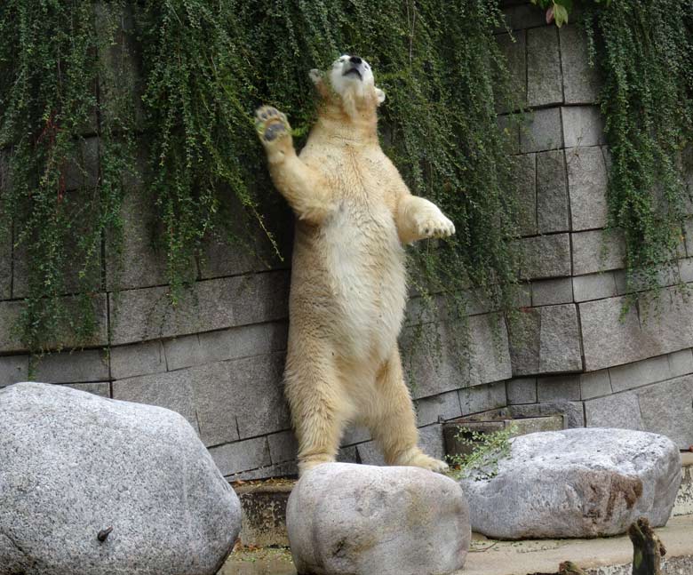 Eisbärin Anori am 4. August 2016 auf der großen Außenanlage der Eisbären im Wuppertaler Zoo