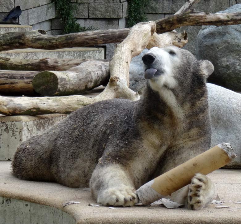 Braun eingefärbte Eisbärin "Anori" am 20. August 2016 auf der großen Außenanlage für Eisbären im Wuppertaler Zoo