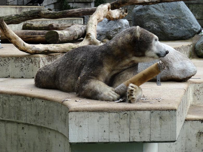 Braun eingefärbte Eisbärin "Anori" am 20. August 2016 auf der großen Außenanlage für Eisbären im Zoo Wuppertal