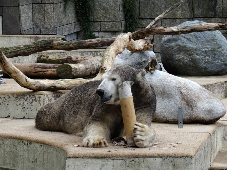 Braun eingefärbte Eisbärin "Anori" am 20. August 2016 auf der großen Außenanlage für Eisbären im Zoologischen Garten der Stadt Wuppertal