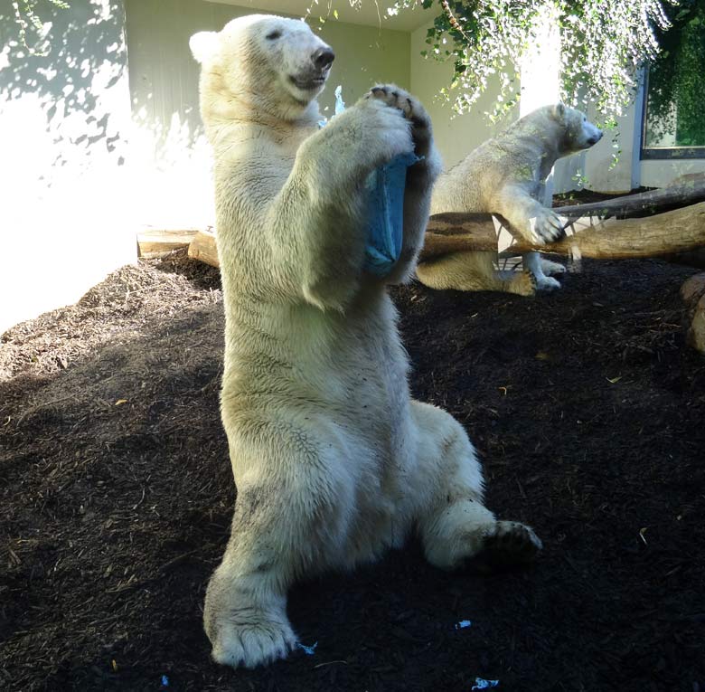 Eisbär Luka und Eisbärin Anori am 24. August 2016 auf der kleinen Außenanlage der Eisbären im Zoologischen Garten Wuppertal