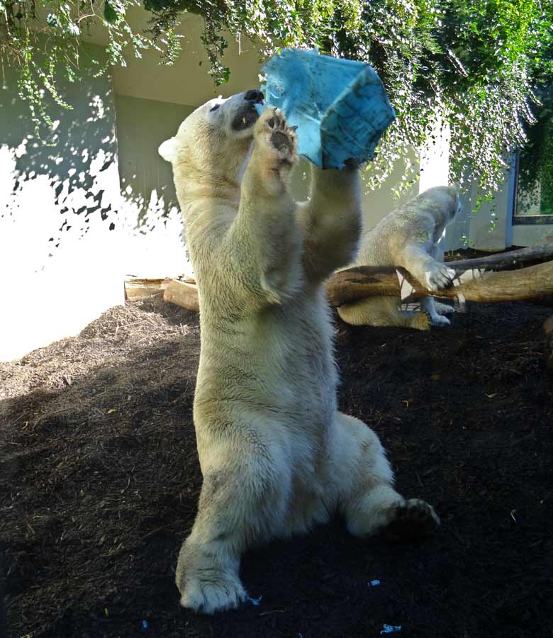 Eisbär Luka mit Kanister am 24. August 2016 auf der kleinen Außenanlage der Eisbären im Grünen Zoo Wuppertal