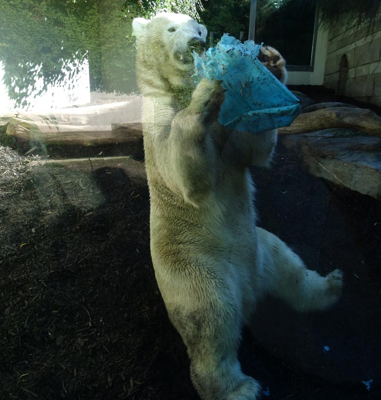 Eisbär Luka mit Kanister am 24. August 2016 auf der kleinen Außenanlage der Eisbären im Wuppertaler Zoo