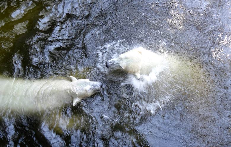 Eisbärin Anori und Eisbär Luka am 27. August 2016 im Zoologischen Garten Wuppertal