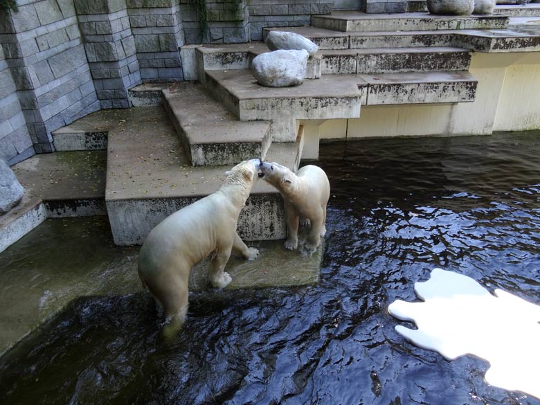 Eisbär Luka und Eisbärin Anori am 27. August 2016 im Grünen Zoo Wuppertal