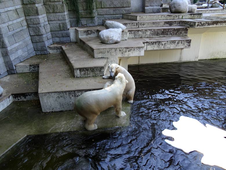 Eisbär Luka und Eisbärin Anori am 27. August 2016 im Wuppertaler Zoo