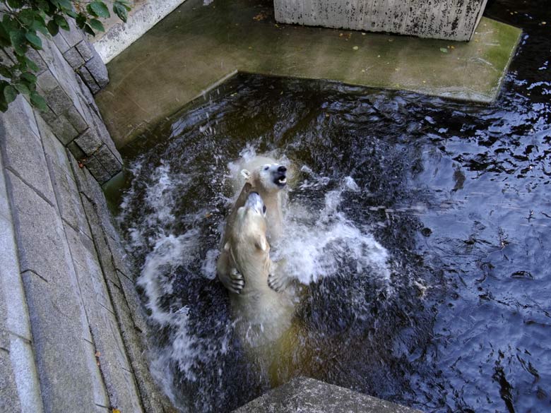 Eisbär Luka und Eisbärin Anori am 27. August 2016 im Wuppertaler Zoo