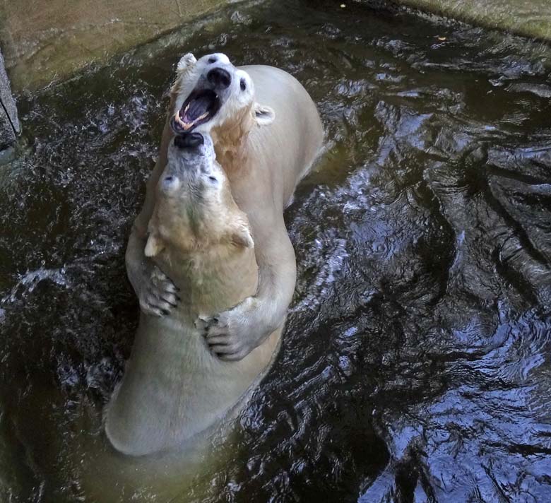 Eisbär Luka und Eisbärin Anori am 27. August 2016 im Zoo Wuppertal