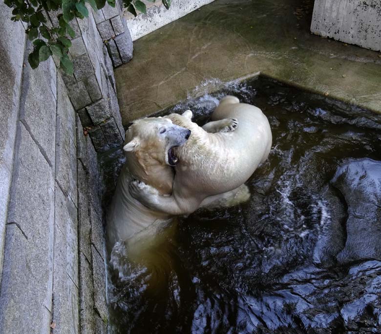 Eisbär Luka und Eisbärin Anori am 27. August 2016 im Zoologischen Garten der Stadt Wuppertal