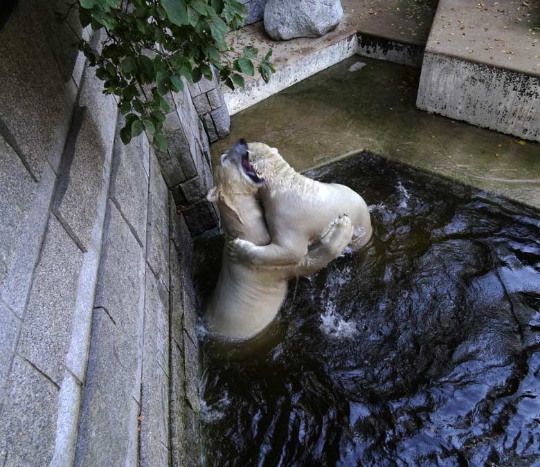 Eisbär Luka und Eisbärin Anori am 27. August 2016 im Grünen Zoo Wuppertal