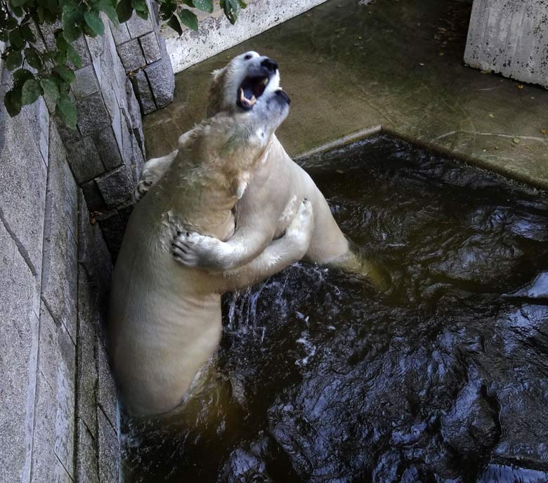 Eisbär Luka und Eisbärin Anori am 27. August 2016 im Wuppertaler Zoo