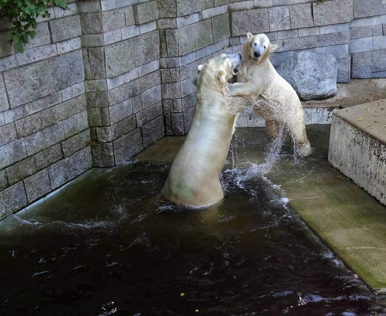 Eisbär Luka und Eisbärin Anori am 27. August 2016 im Zoo Wuppertal