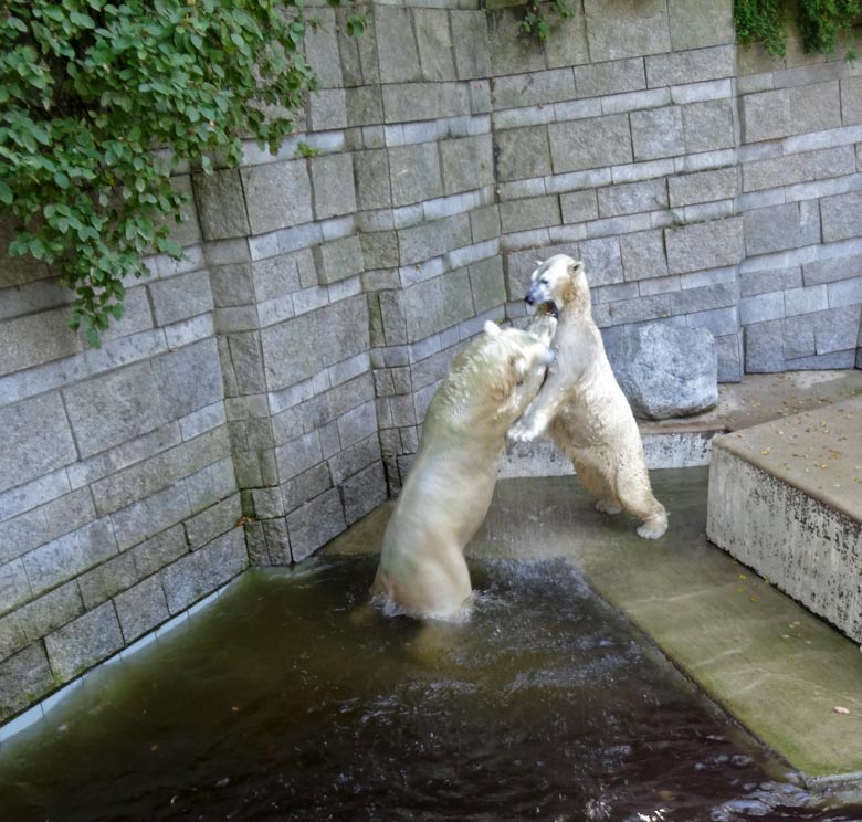 Eisbär Luka und Eisbärin Anori am 27. August 2016 im Zoologischen Garten der Stadt Wuppertal