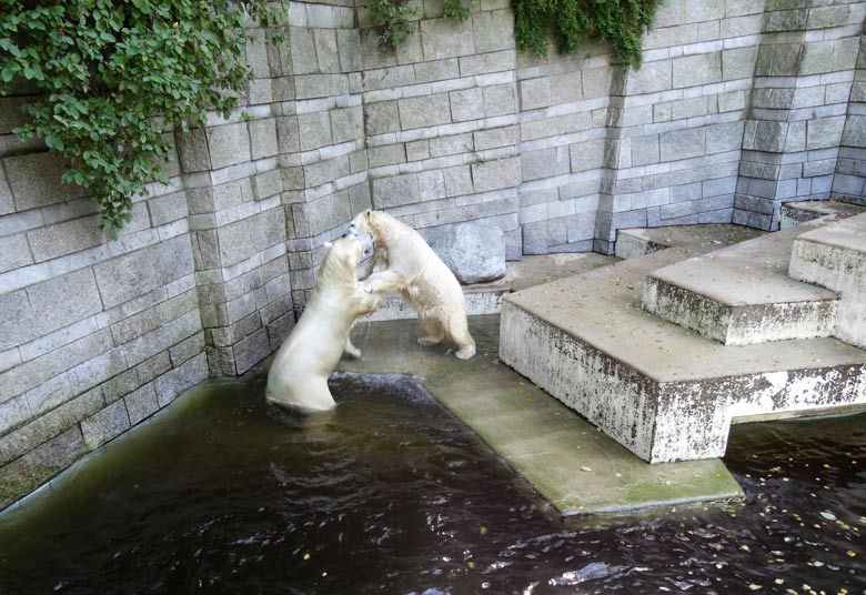 Eisbär Luka und Eisbärin Anori am 27. August 2016 im Grünen Zoo Wuppertal