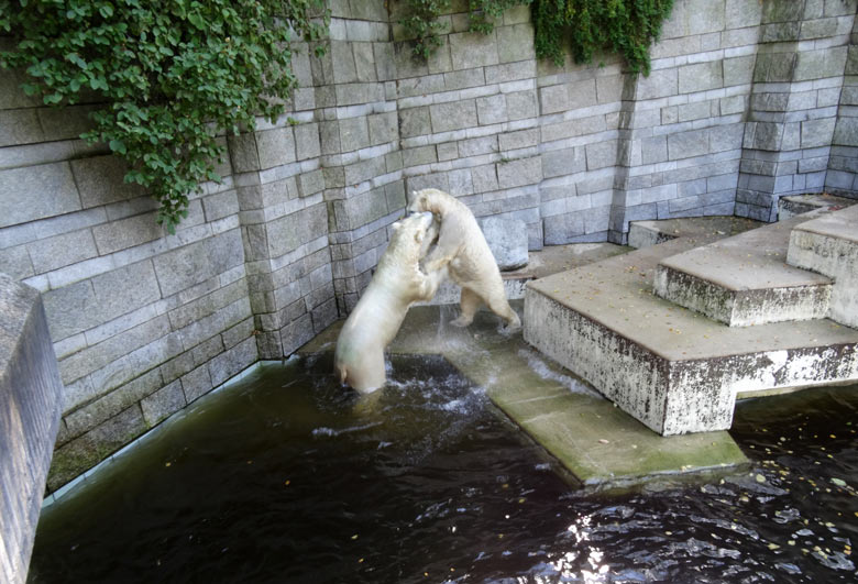 Eisbär Luka und Eisbärin Anori am 27. August 2016 im Wuppertaler Zoo