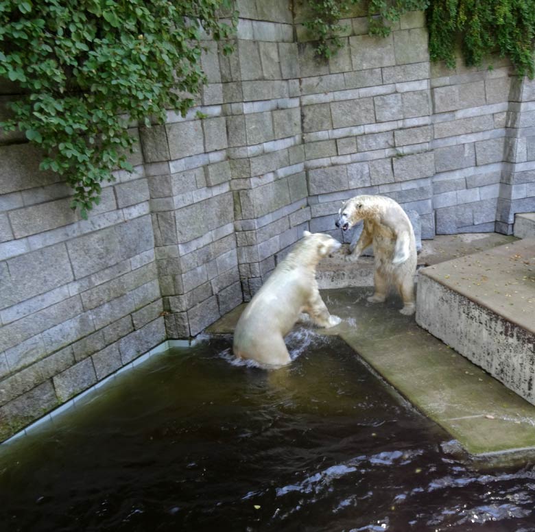Eisbär Luka und Eisbärin Anori am 27. August 2016 im Zoo Wuppertal