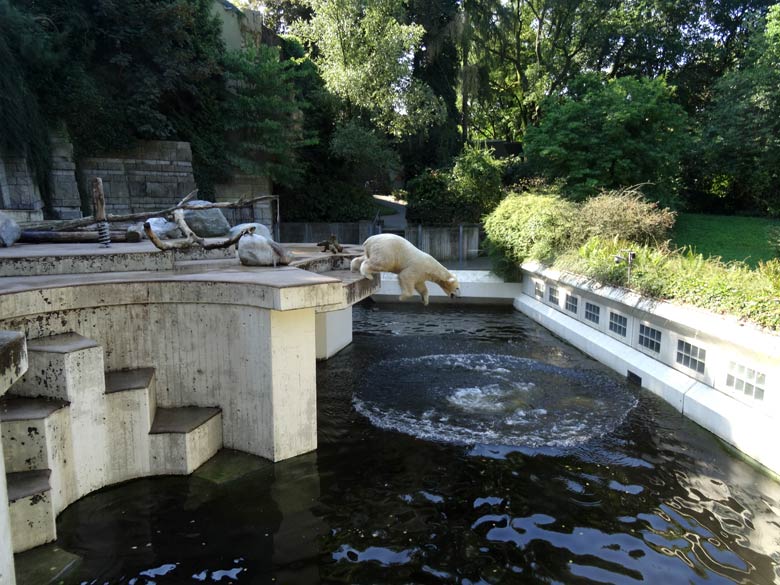 Eisbär Luka am 27. August 2016 im Grünen Zoo Wuppertal