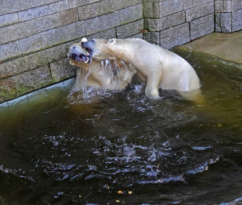 Eisbär Luka und Eisbärin Anori am 27. August 2016 im Wuppertaler Zoo