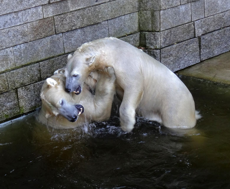 Eisbär Luka und Eisbärin Anori am 27. August 2016 im Zoo Wuppertal